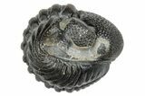 Enrolled Eldredgeops Trilobite Fossil - New York #285645-1